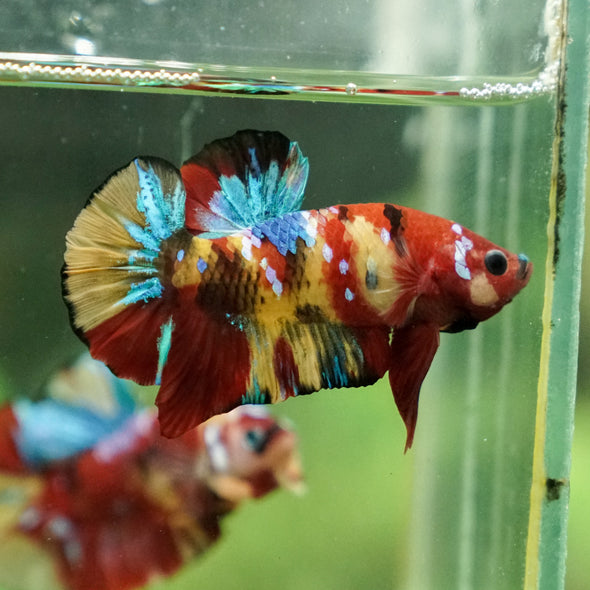 Multicolor/Galaxy Koi Plakat -13 weeks Old