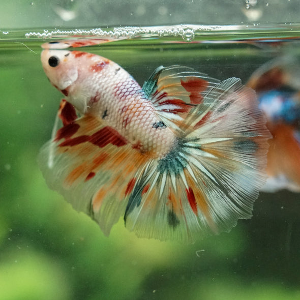 Galaxy/Candy Koi Halfmoon - 14 weeks old