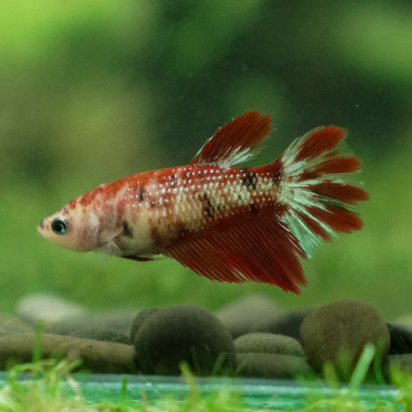 Multicolor/ Galaxy Koi Halfmoon - Female- 13 Weeks Old