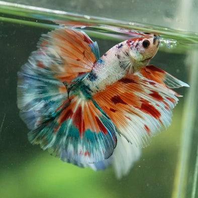 Galaxy/Candy Koi Halfmoon - 14 weeks old