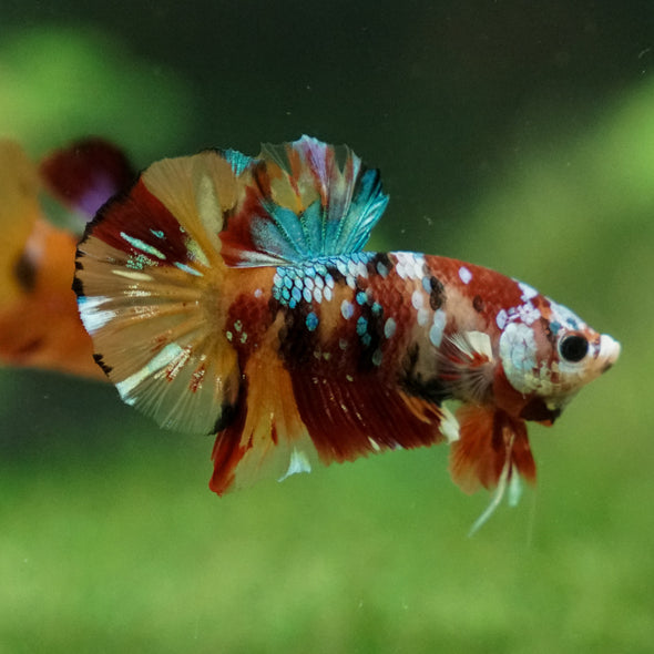 Multicolor/Galaxy Koi Plakat -13 weeks Old