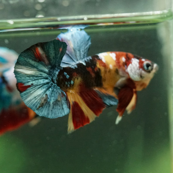 Multicolor/Galaxy Koi Plakat -16 weeks Old