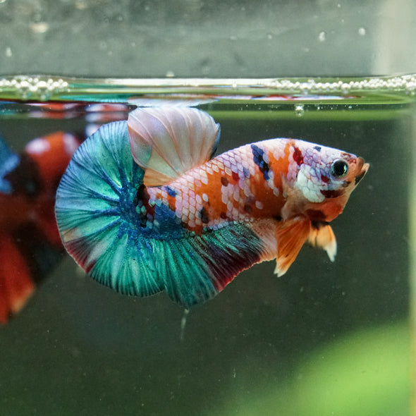 Multicolor/Galaxy Koi Plakat -16 weeks Old