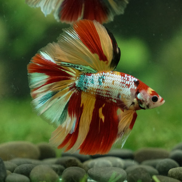 Galaxy/Candy Koi Halfmoon - 13 weeks old