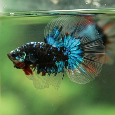 Black Base Galaxy/Candy Koi Halfmoon - 14 weeks old