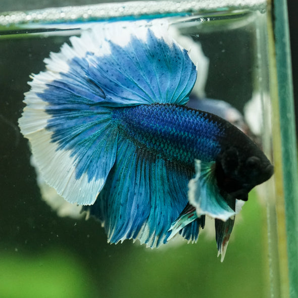 Dumbo Halfmoon - 12 weeks old