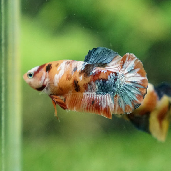 Multicolor/ Galaxy Koi Plakat - Female- 13 Weeks Old