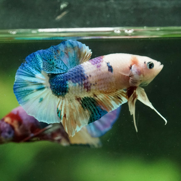 Multicolor/Galaxy Koi Plakat -11 weeks Old