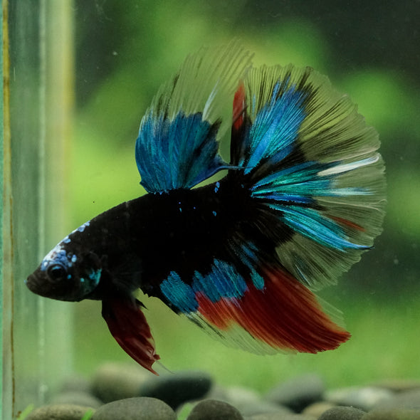 Black Base Galaxy Koi Halfmoon (Avatar) - 14 weeks old