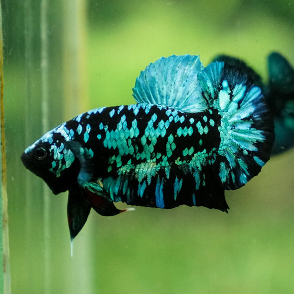 Black Koi Galaxy Plakat (Avatar) -13 weeks Old