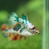 Multicolor/ Galaxy Koi Halfmoon - Female- 13 Weeks Old