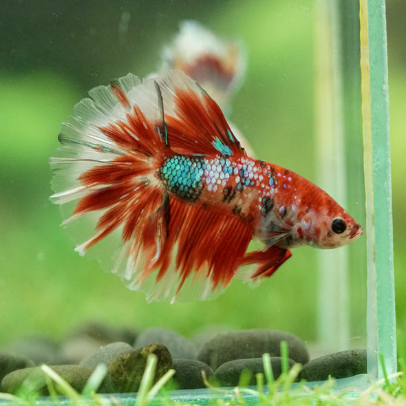 Galaxy/Candy Koi Halfmoon - 14 weeks old