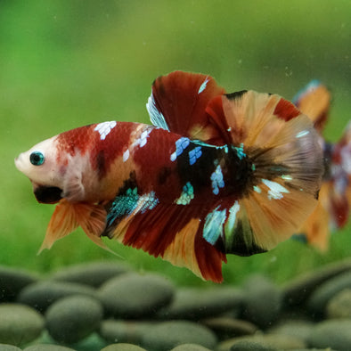 Multicolor/Galaxy Koi Plakat -16 weeks Old
