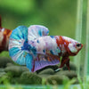 Multicolor/Galaxy Koi Plakat -13 weeks Old