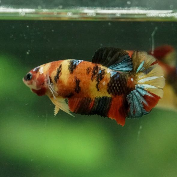 Multicolor/ Galaxy Koi Plakat- Female- 13 Weeks Old