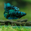 Black Galaxy Koi Plakat (Avatar) - Female- 13 Weeks Old