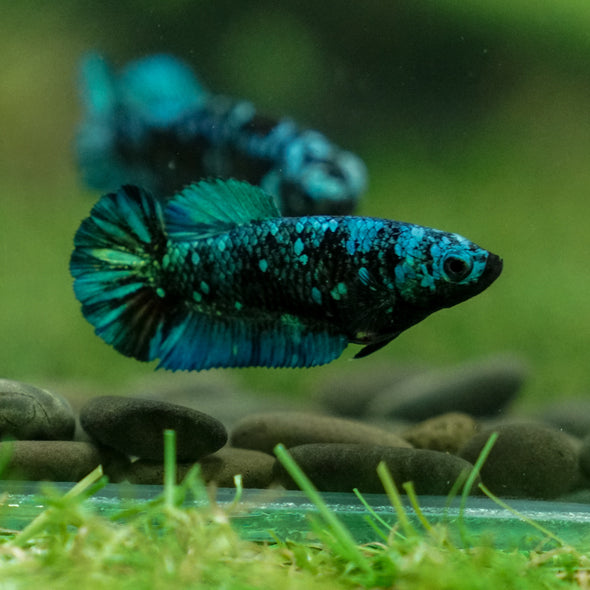 Black Galaxy Koi Plakat (Avatar) - Female- 13 Weeks Old