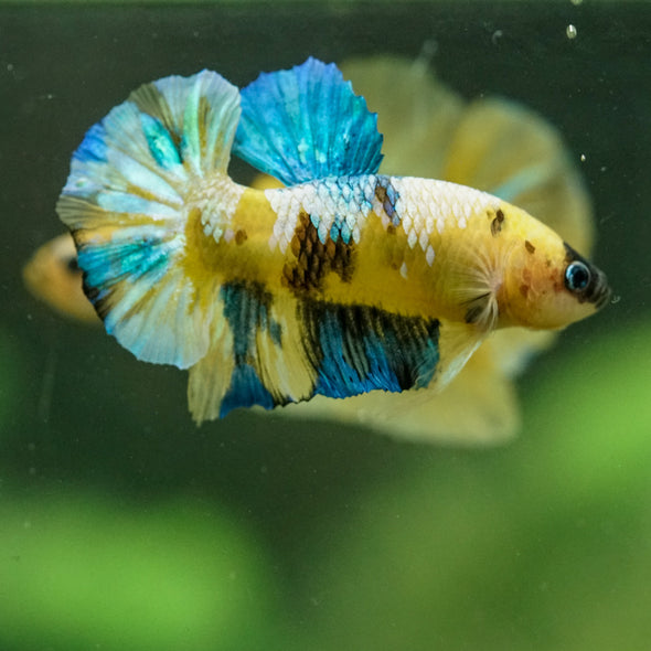 Multicolor/Galaxy Koi Plakat -16 weeks Old