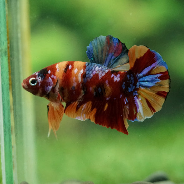 Multicolor/Galaxy Koi Plakat -16 weeks Old