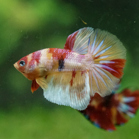 Multicolor/Galaxy Koi Plakat/Halfmoon hybrid -11 weeks Old