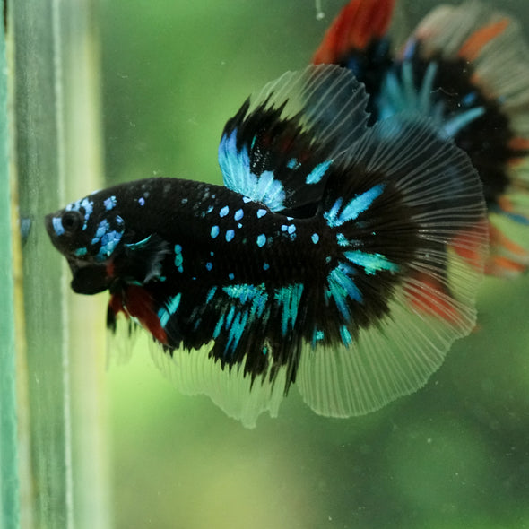 Black Base Galaxy/Candy Koi Halfmoon - 14 weeks old