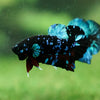 Black Koi Galaxy Plakat (Avatar) -13 weeks Old