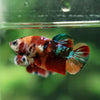 Multicolor/ Galaxy Koi Plakat- Female- 13 Weeks Old