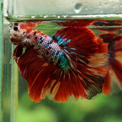 Galaxy/Candy Koi Halfmoon - 14 weeks old