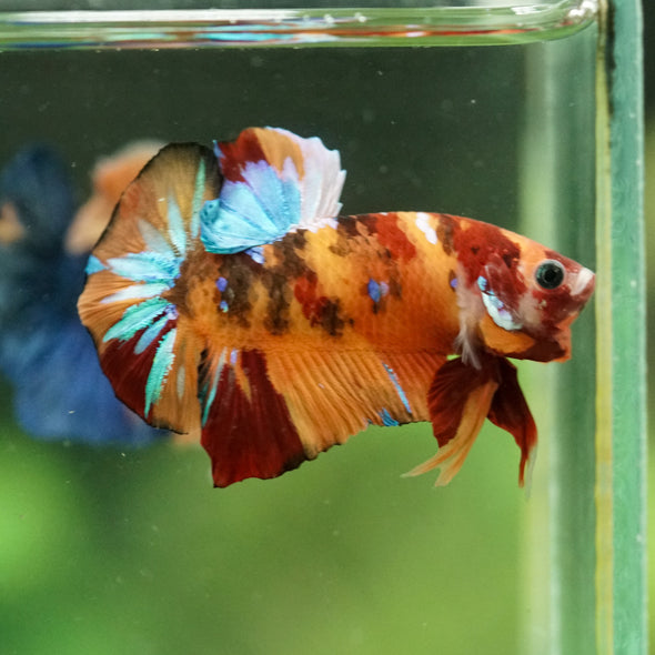 Multicolor/Galaxy Koi Plakat -16 weeks Old