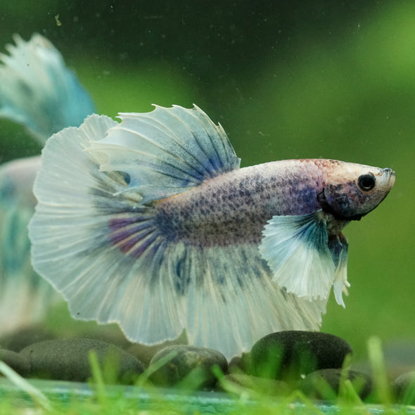 Dumbo Halfmoon - 10 weeks old