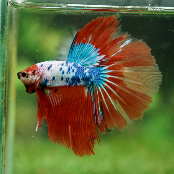 Galaxy/Candy Koi Halfmoon - 14 weeks old