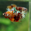 Multicolor/Galaxy Koi Plakat -16 weeks Old