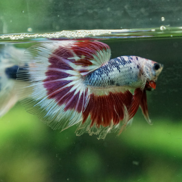 Galaxy Koi Halfmoon - 13 weeks old