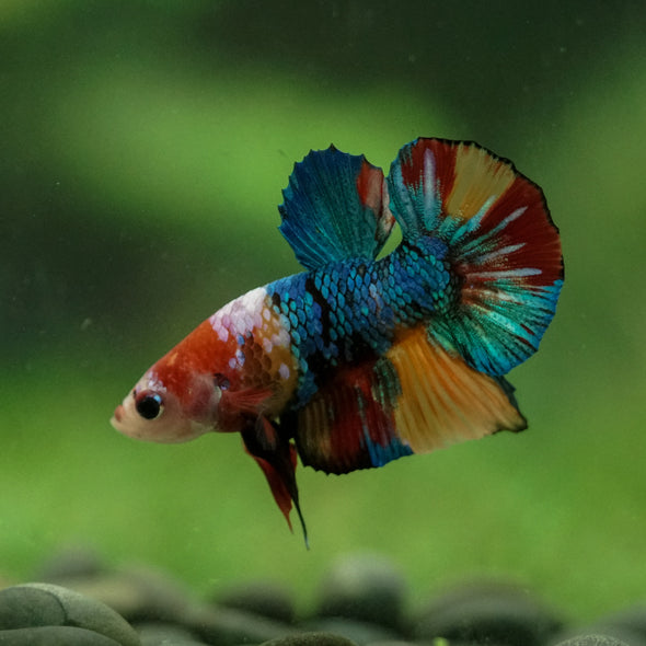 Multicolor/Galaxy Koi Plakat -10 weeks Old