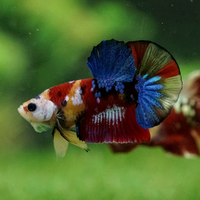 Multicolor/Galaxy Koi Plakat -16 weeks Old