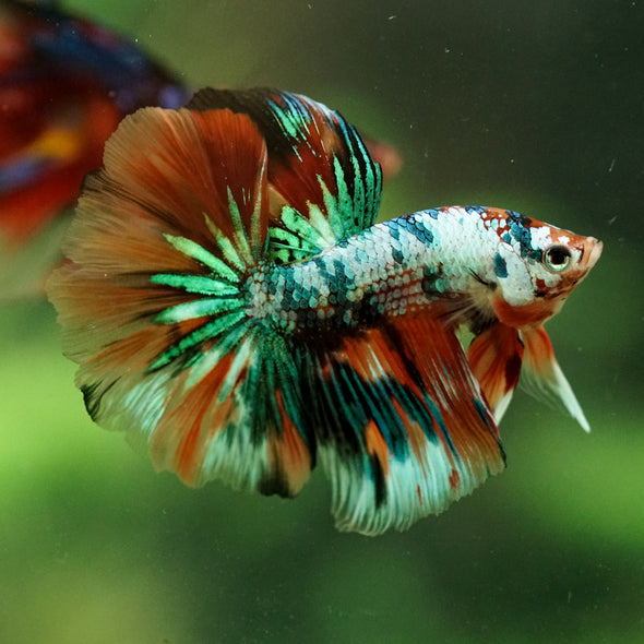 Galaxy/Candy Koi Halfmoon - 11 weeks old