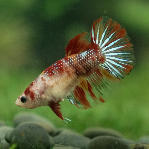 Multicolor/ Galaxy Koi Halfmoon- Female- 13 Weeks Old