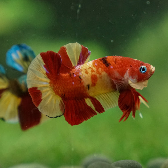 Multicolor/Galaxy Koi Plakat -13 weeks Old