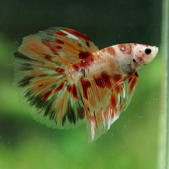 Galaxy/Candy Koi Halfmoon - 14 weeks old