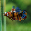 Multicolor/ Galaxy Koi Plakat- Female- 13 Weeks Old