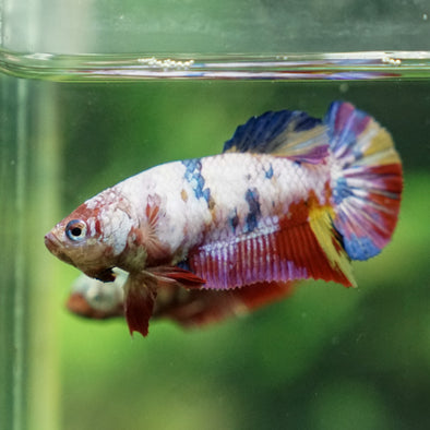 Multicolor/ Galaxy Koi Plakat - Female- 13 Weeks Old