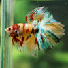 Galaxy/Candy Koi Halfmoon - 14 weeks old