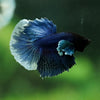 Dumbo Halfmoon - 12 weeks old