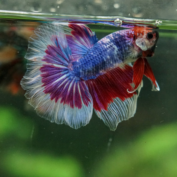 Galaxy/Candy Koi Halfmoon - 14 weeks old