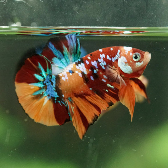 Multicolor/Galaxy Koi Plakat -16 weeks Old