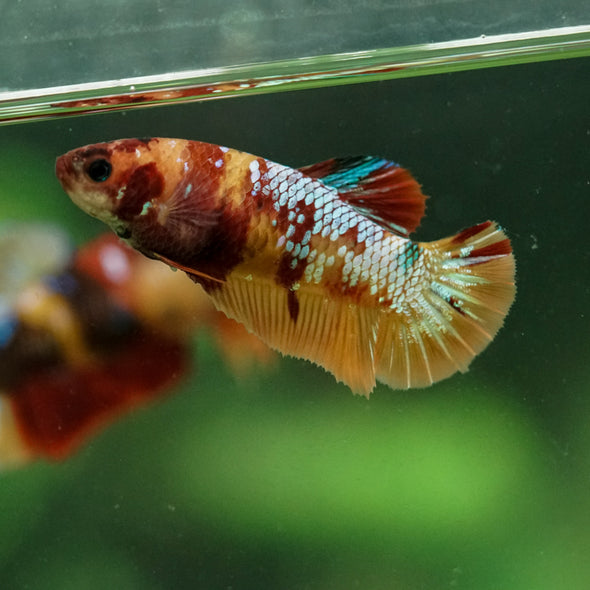 Multicolor/ Galaxy Koi Plakat- Female- 13 Weeks Old