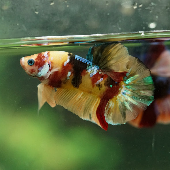Multicolor/Galaxy Koi Plakat -16 weeks Old