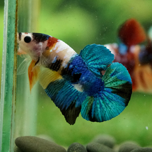 Multicolor/Galaxy Koi Plakat -16 weeks Old