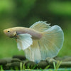Dumbo Halfmoon - 12 weeks old
