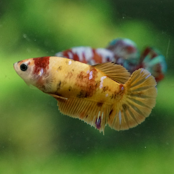 Multicolor/ Galaxy Koi Plakat - Female- 13 Weeks Old